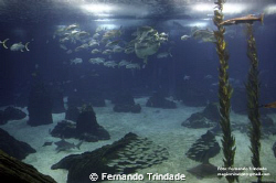 At Lisbon Oceanário, an enourmous oceanic aquarium.
The ... by Fernando Trindade 
